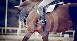 Equestrian sport. Dressage of horses in the arena