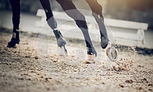 Equestrian sport. Dust under the horse`s hooves. Legs of a galloping horse. Hooves with horseshoes of a running horse. The legs o