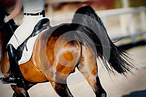 Equestrian sport. The fluttering tail of a horse. The leg of the rider in the stirrup, riding on a horse