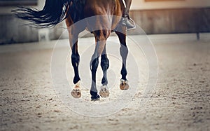 Equestrian sport. The fluttering tail of a horse. The legs of a dressage horse galloping