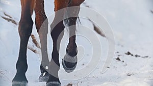 Equestrian sport - hooves of a horse galloping in snowy field