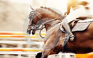 Equestrian sport. The leg of the rider in the stirrup, riding on a horse