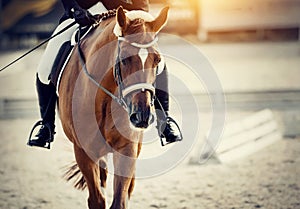 Equestrian sport. The leg of the rider in the stirrup, riding on a red horse