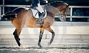 Equestrian sport. The leg of the rider in the stirrup, riding on a red horse