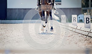 Equestrian sport. The legs of a dressage horse galloping. The leg of the rider in the stirrup, riding on a red horse