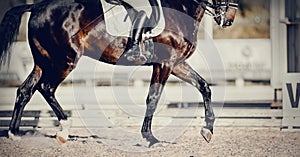 Equestrian sport. The legs of a dressage horse running at a trot. The leg of the rider in the stirrup, riding on a red horse