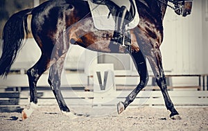 Equestrian sport. The legs of a dressage horse running at a trot. The leg of the rider in the stirrup, riding on a red horse