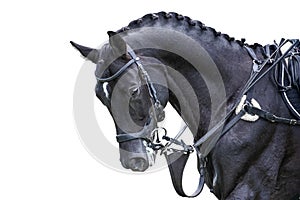 Equestrian sport portrait - cross-country head of sorrel horse