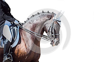 Equestrian sport portrait - dressage head of sorrel horse