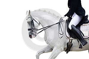 Equestrian sport portrait - dressage head of sorrel horse