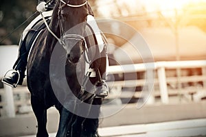 Equestrian sport. Portrait sports black stallion in the bridle. The leg of the rider in the stirrup, riding on a red horse