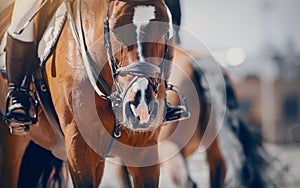 Equestrian sport. Portrait sports brown stallion in the bridle. The leg of the rider in the stirrup, riding on a red horse