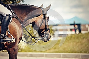 Equestrian sport. Portrait sports brown stallion in the double bridle. The leg of the rider in the stirrup, riding on a red horse