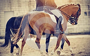 Equestrian sport. Portrait sports brown stallion in the double bridle. The leg of the rider in the stirrup, riding on a red horse