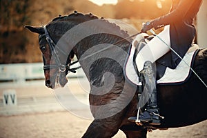 Equestrian sport. Portrait sports brown stallion in the double bridle. The leg of the rider in the stirrup, riding on a red horse