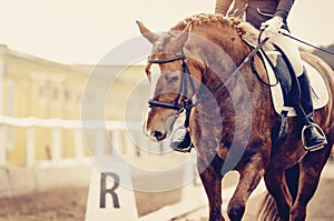 Equestrian sport. Portrait sports red horse with a white groove on his forehead in the bridle