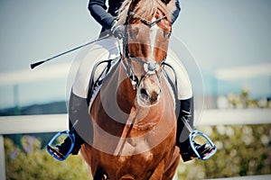 Equestrian sport. Portrait sports red stallion in the bridle. Horseback riding