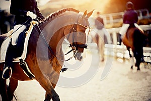 Equestrian sport. Portrait sports red stallion with a white groove on his forehead in the double bridle. Horseback riding