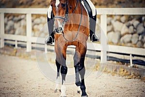 Equestrian sport. Portrait sports stallion in the double bridle. Horseback riding