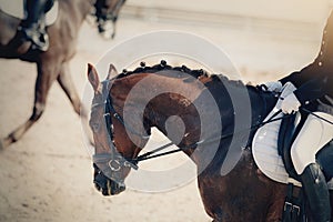 Equestrian sport. Portrait sports stallion iin the double bridle