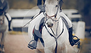 Equestrian sport. Portrait sports white stallion in the bridle. The leg of the rider in the stirrup, riding on a red horse