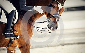 Equestrian sport. Praise the horse. Portrait sports stallion in the bridle