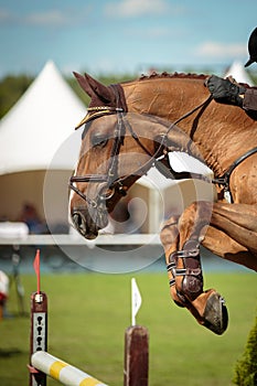 Equestrian SPorts