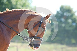 Equestrian sports background. Horse close up during dressage competition with unknown rider