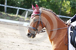 Equestrian sports background. Horse close up during dressage competition with unknown rider