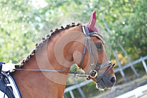 Equestrian sports background. Horse close up during dressage competition with unknown rider