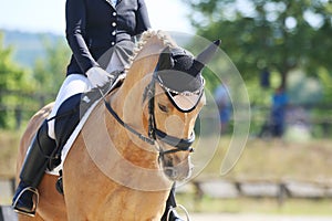 Equestrian sports background. Horse close up during dressage competition with unknown rider