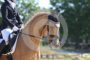 Equestrian sports background. Horse close up during dressage competition with unknown rider