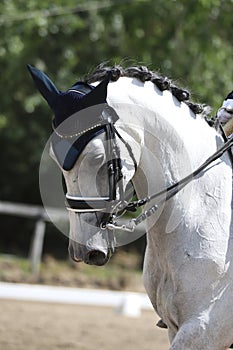 Equestrian sports background. Horse close up during dressage competition with unknown rider