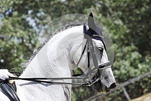 Equestrian sports background. Horse close up during dressage competition with unknown rider