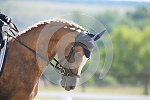 Equestrian sports background. Horse close up during dressage competition with unknown rider