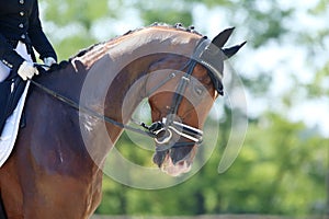 Equestrian sports background. Horse close up during dressage competition with unknown rider