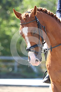 Equestrian sports background. Horse close up during dressage competition with unknown rider