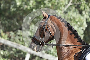 Equestrian sports background. Horse close up during dressage competition with unknown rider