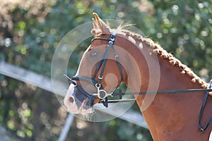 Equestrian sports background. Horse close up during dressage competition with unknown rider