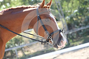 Equestrian sports background. Horse close up during dressage competition with unknown rider