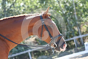 Equestrian sports background. Horse close up during dressage competition with unknown rider