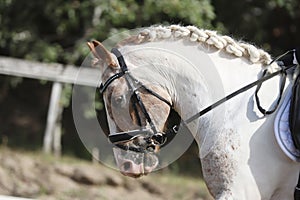 Equestrian sports background. Horse close up during dressage competition with unknown rider