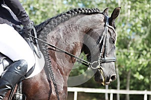 Equestrian sports background. Horse close up during dressage competition with unknown rider