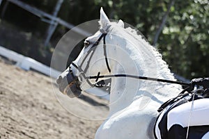 Equestrian sports background. Horse close up during dressage competition with unknown rider