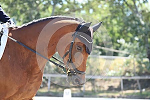 Equestrian sports background. Horse close up during dressage competition with unknown rider