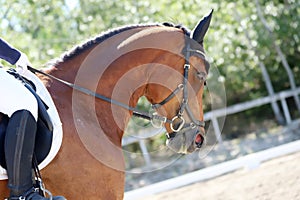 Equestrian sports background. Horse close up during dressage competition with unknown rider