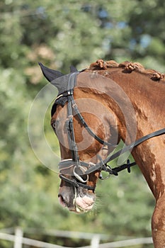 Equestrian sports background. Horse close up during dressage competition with unknown rider