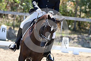 Equestrian sports background. Horse close up during dressage competition with unknown rider