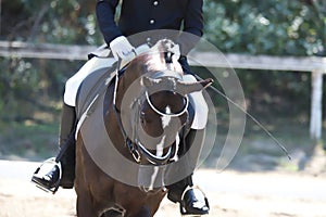 Equestrian sports background. Horse close up during dressage competition with unknown rider