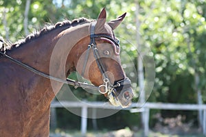 Equestrian sports background. Horse close up during dressage competition with unknown rider